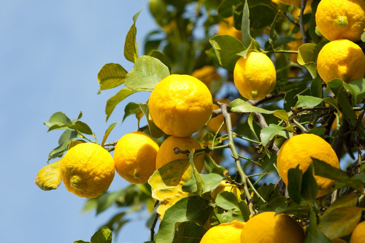Huile essentielle de citron bio