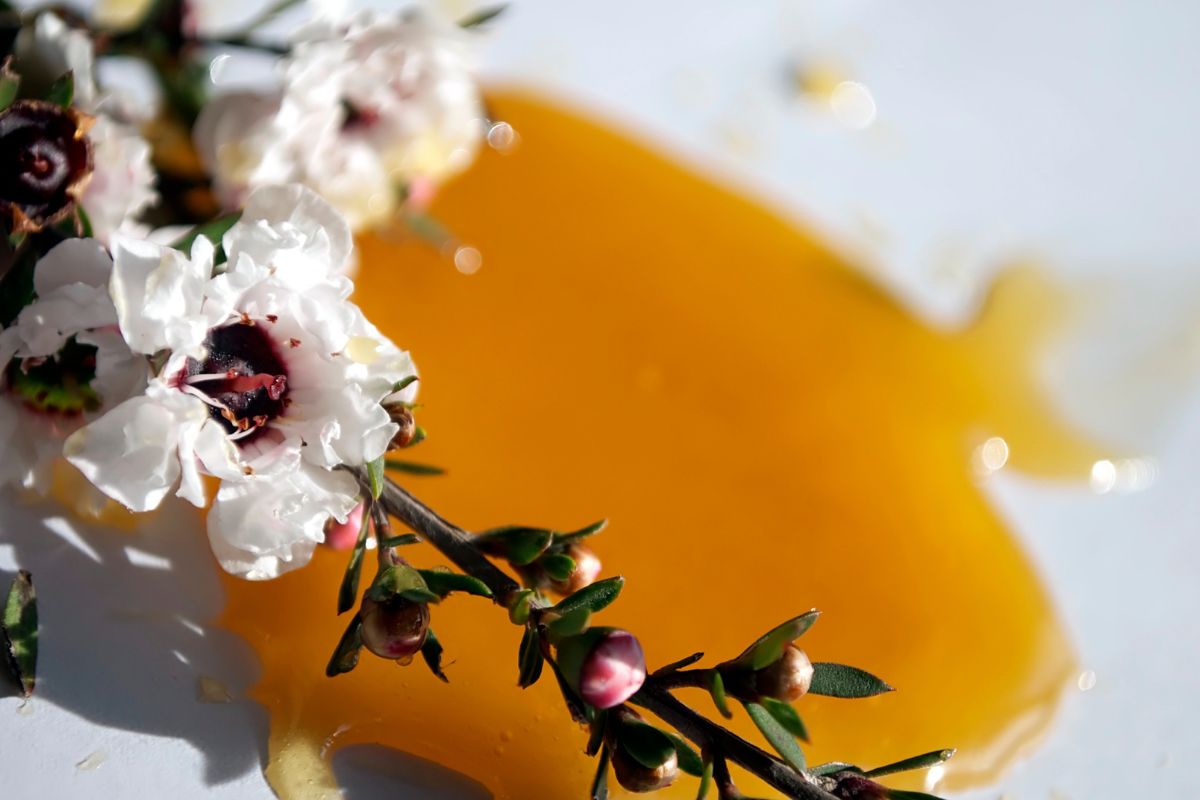 Miel de Manuka