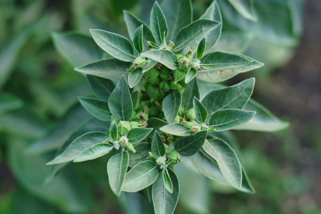 Plante adaptogène Ashwagandha