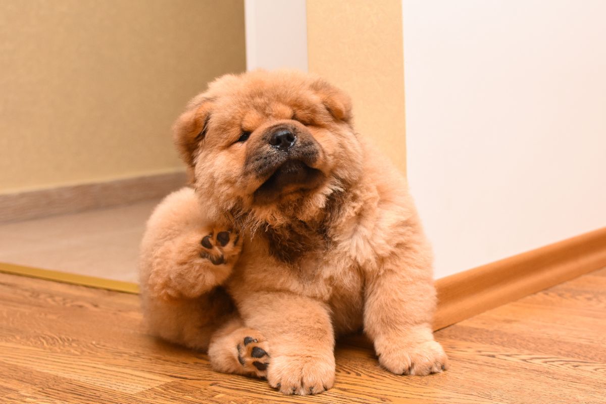 solutions naturelles anti-puces et anti-démangeaisons pour votre chien