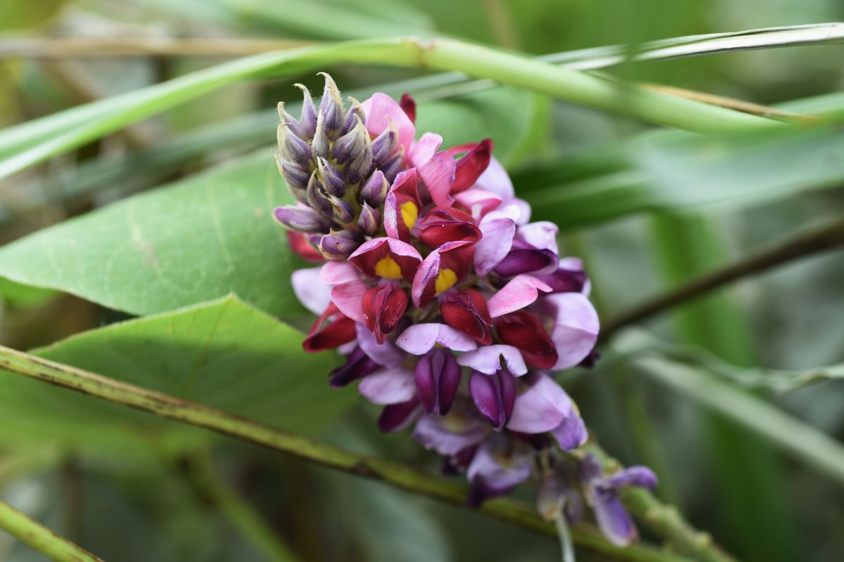 Avis sur le Kudzu