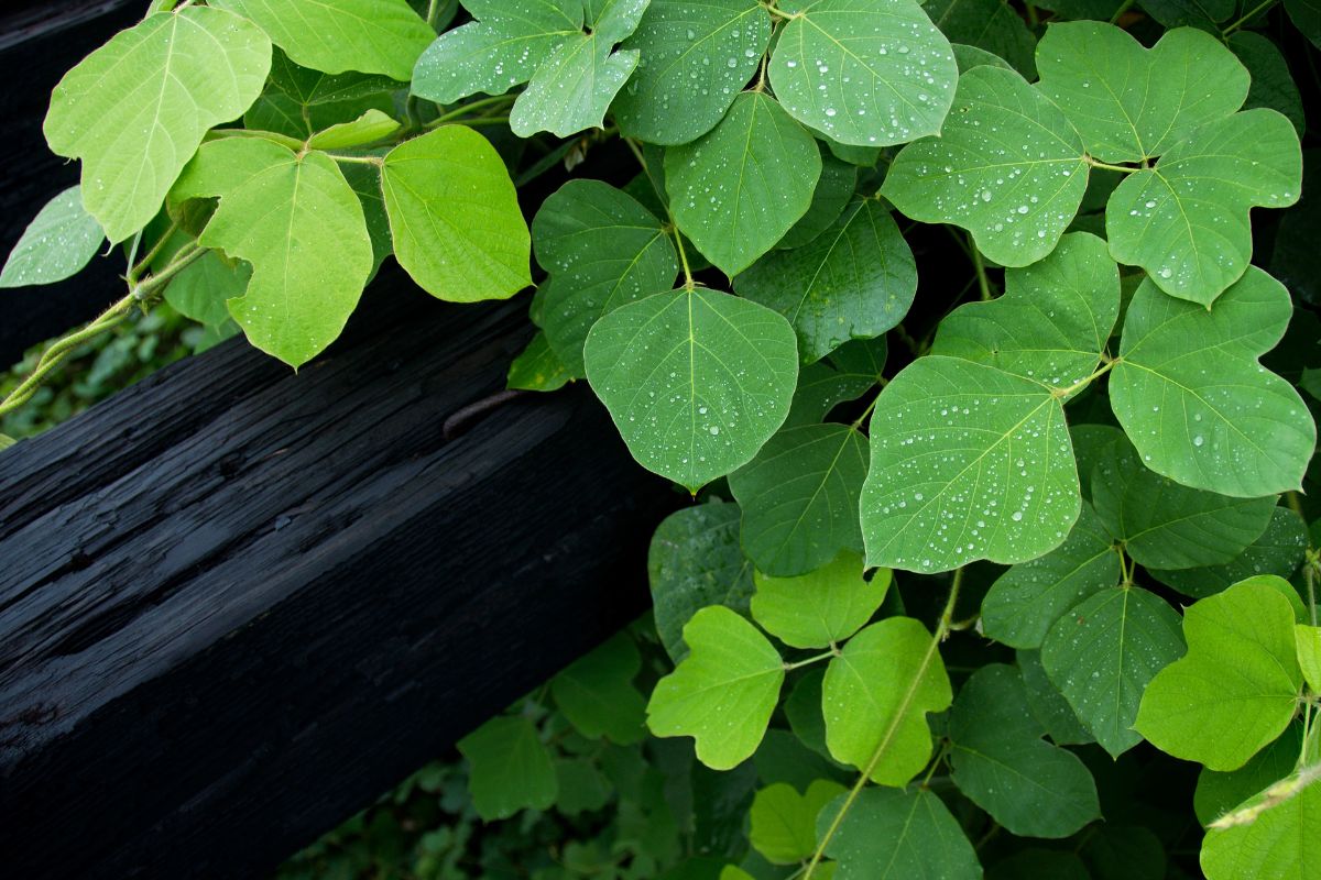 Kudzu
