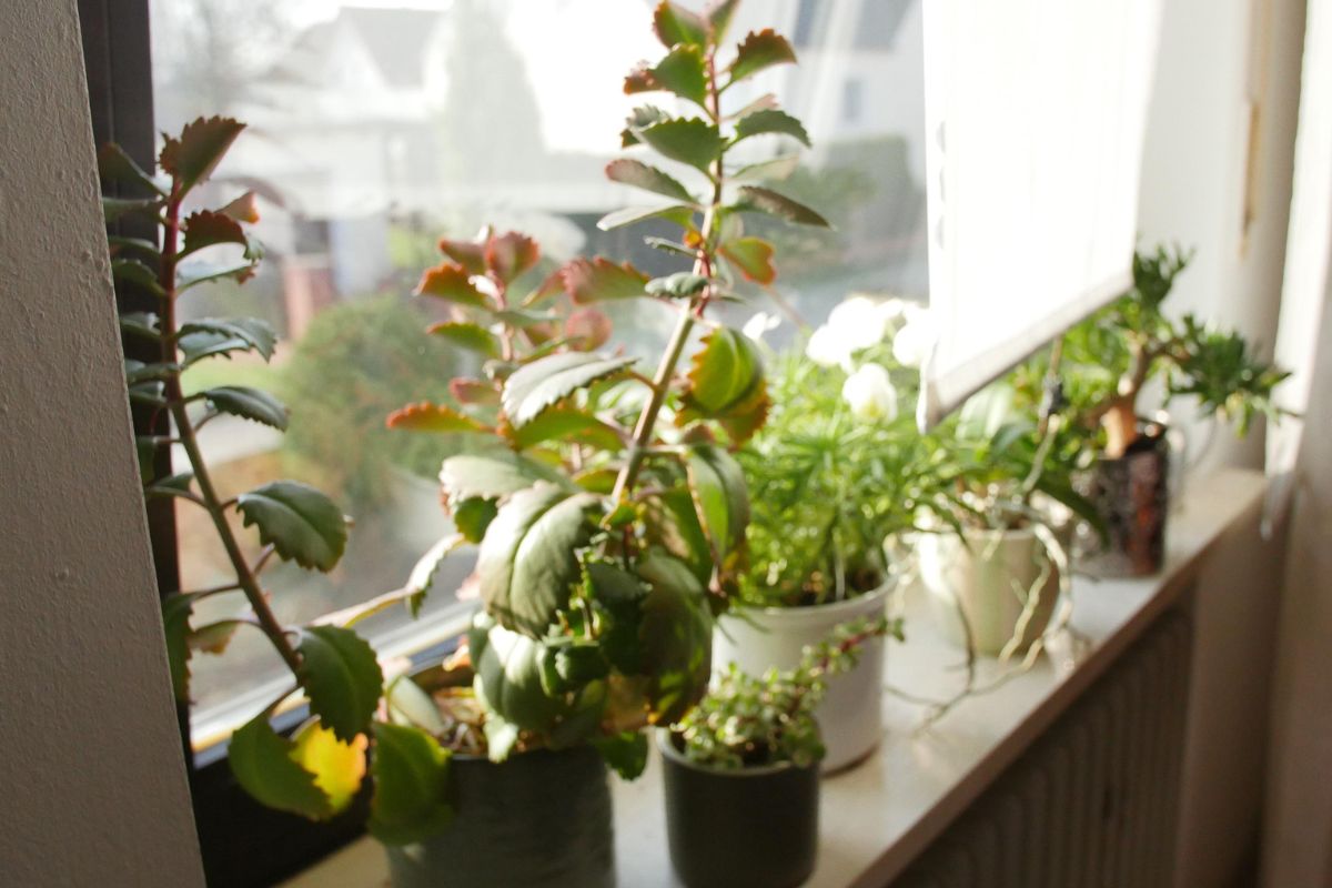 Arroser ses plantes pendant les vacances